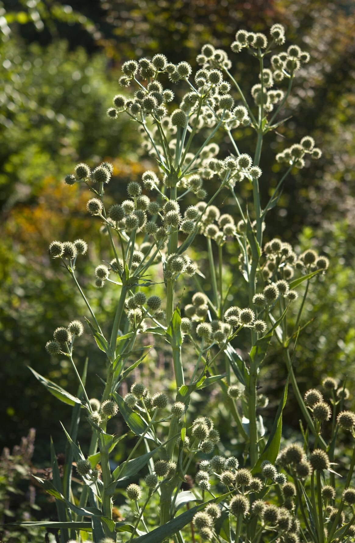 Timothy Day garden